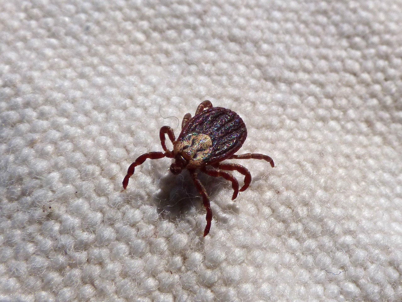 American Dog Tick