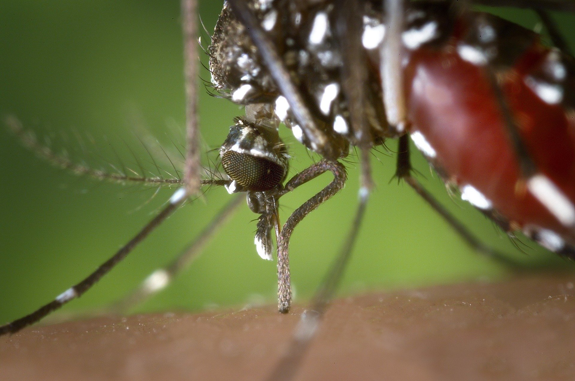 Mosquito up close