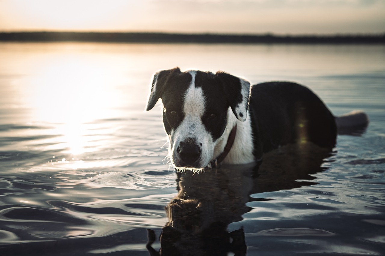 Dog in lake