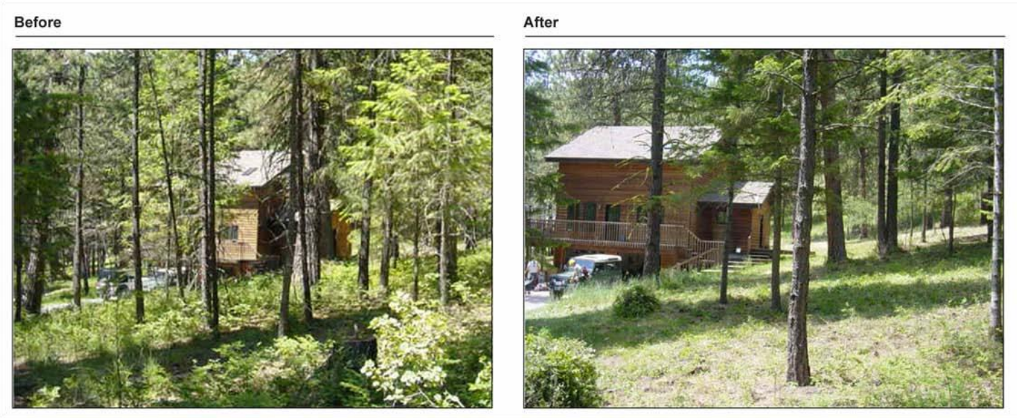 Before and after photos of clearing the underbrush around a cabin.