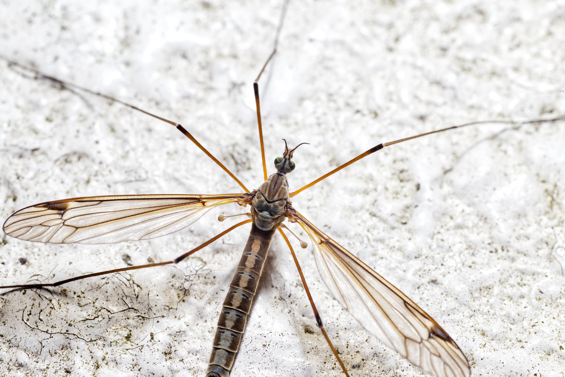 Cranefly