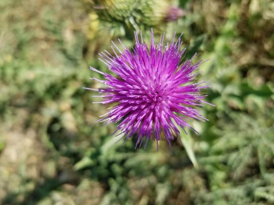 Photo of a Thistle Weed