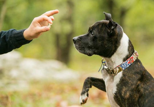 force-free-dog-training-article-feature.jpg