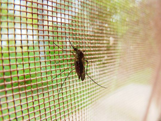 Mosquito on Screen