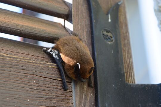 Brown Bat